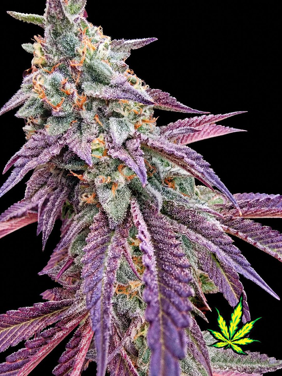 stickygenetics's tweet photo. https://t.co/Q1dDkyyc5V

All Hempfest cannabis seeds are 50% off!! https://t.co/yrzVnuKXu6