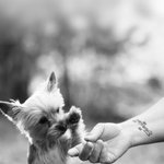 Photo by ⛰️YorkieMom⛰️ (@YorkieMom26)