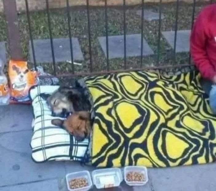 uzay_murat1's tweet photo. Merhametli olmak mükemmel olmaktan iyidir...🐾🙏🏻🐾 https://t.co/yFgqXFKXVZ