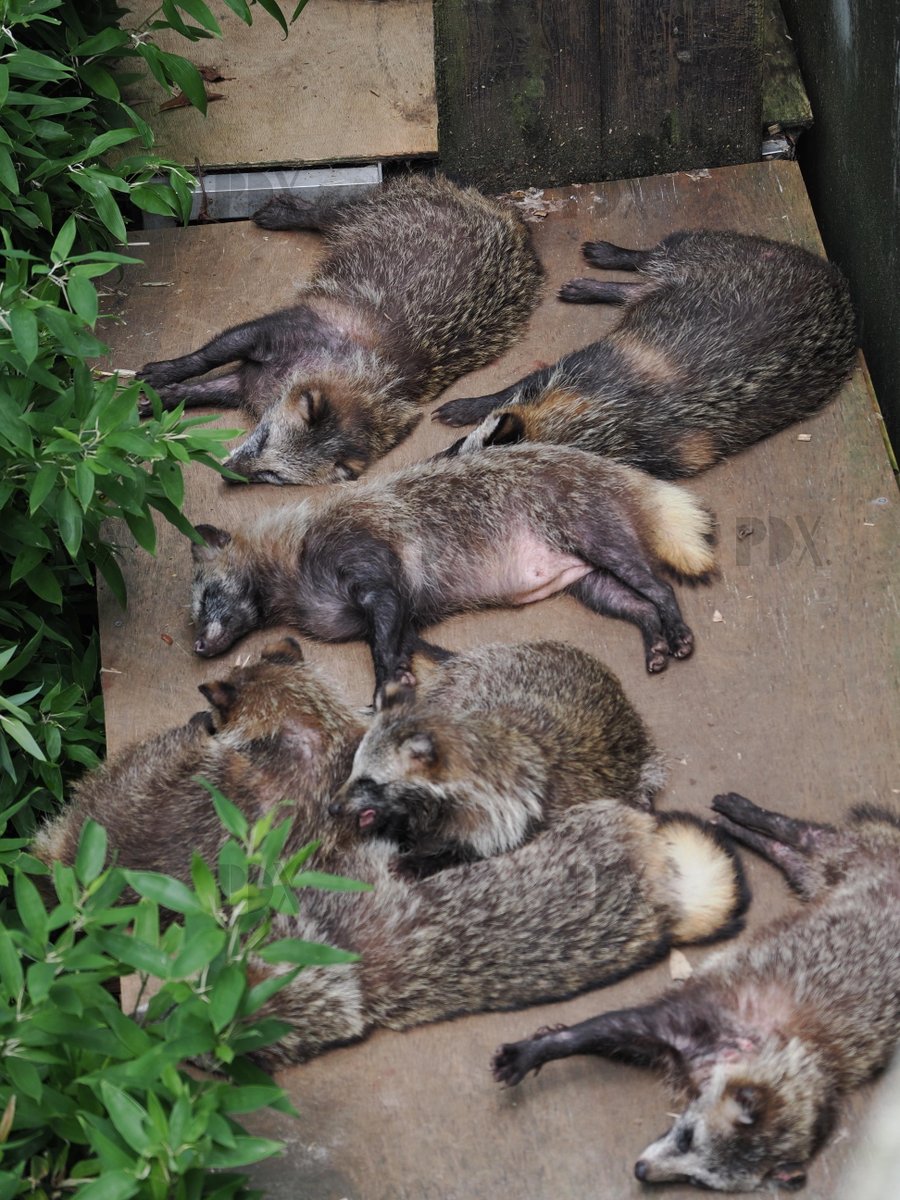 0j_nc's tweet photo. #東山動物園 #ホンドタヌキ
雑魚寝するたぬきたち https://t.co/o1L0ykXNha