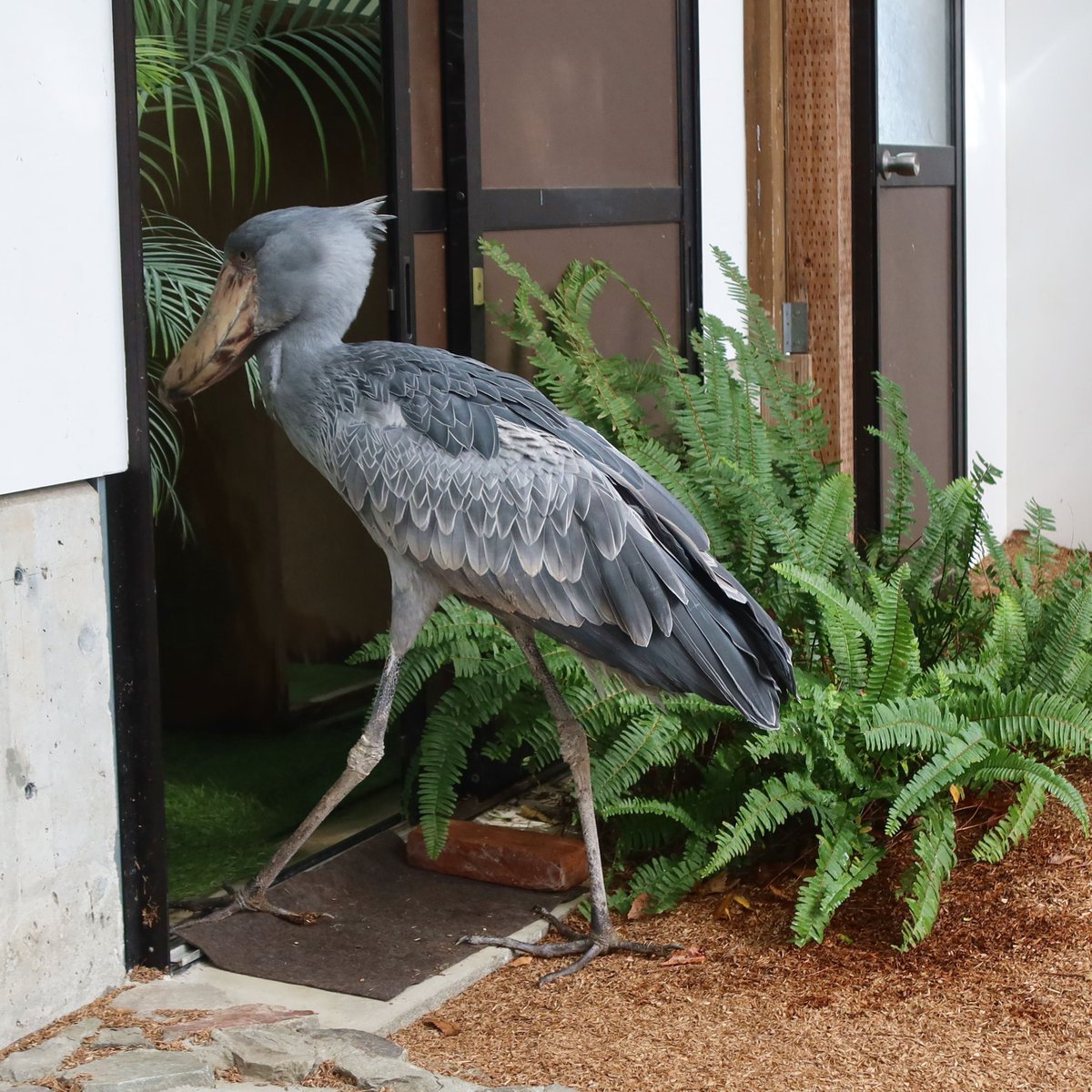 matsuevogelpark's tweet photo. 今日も日光浴だめか☔
踵を返し、部屋に戻るハシビロコウの背中です。

#ハシビロコウ　#フドウ https://t.co/LnD1ceL5hm