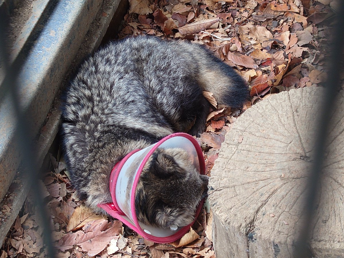 imakawa_tamaki's tweet photo. 今朝は寝ちゃったので撤退〜
(2026/10/25)
#夢見ヶ崎動物公園
#ホンドタヌキ
#ゲンマイ https://t.co/8dQCKfLisb
