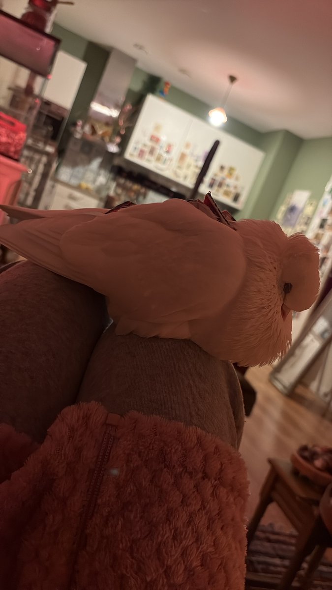 buttonneyes's tweet photo. the way he uses his big fluffy crop to rest his little face🥹 https://t.co/weeBZSnqFY