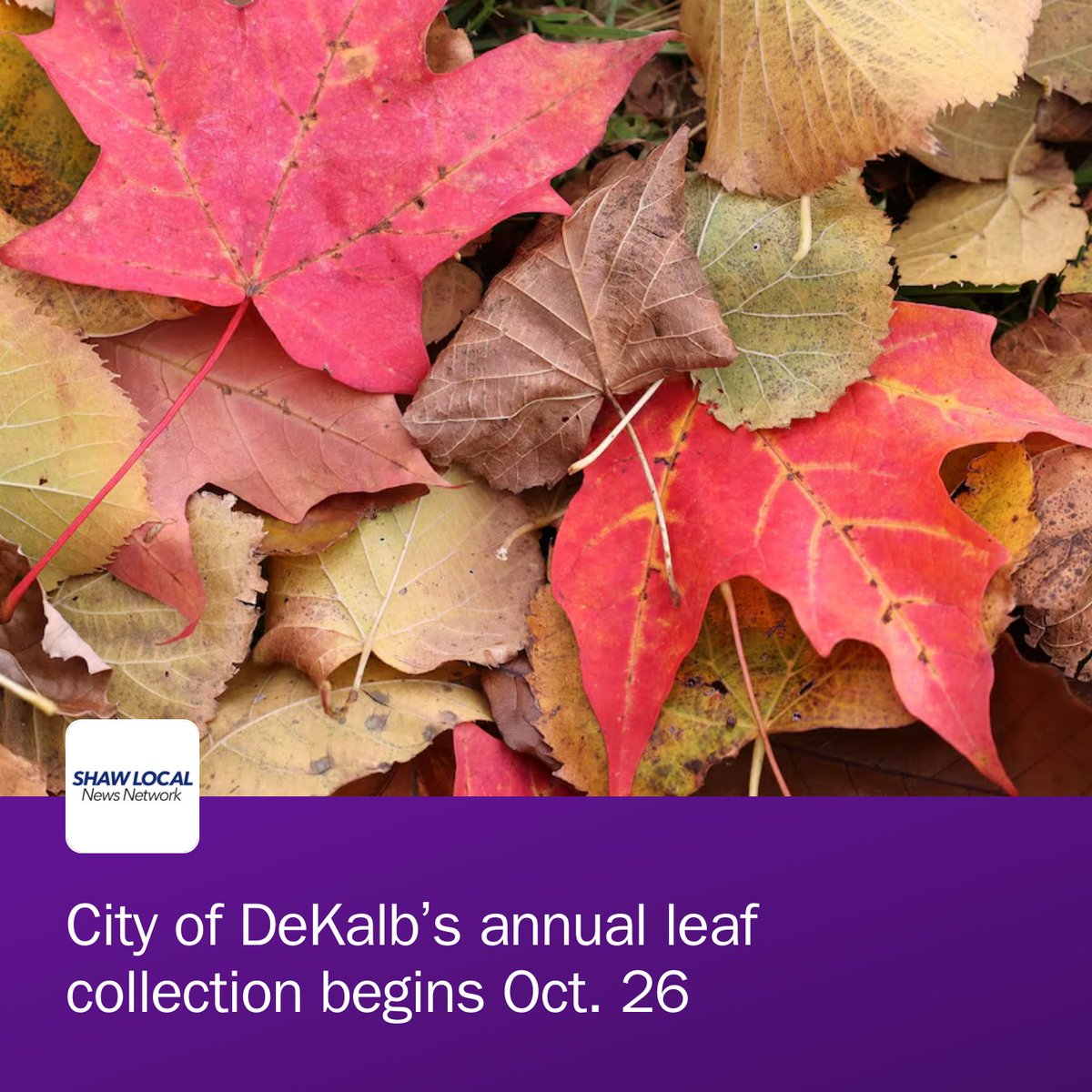 Daily_Chronicle's tweet photo. The collection will run from 7 a.m. to 3 p.m., Monday through Friday through Dec. 4, weather permitting. https://t.co/y8ojMJaALN