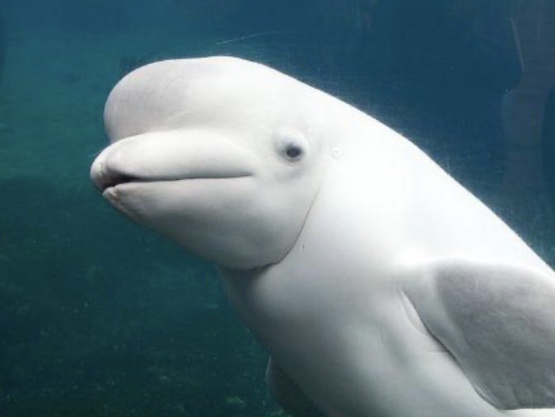 Ceciliaaceci's tweet photo. @rkivrmk ela lembra uma beluga https://t.co/fRjgZZq7l1