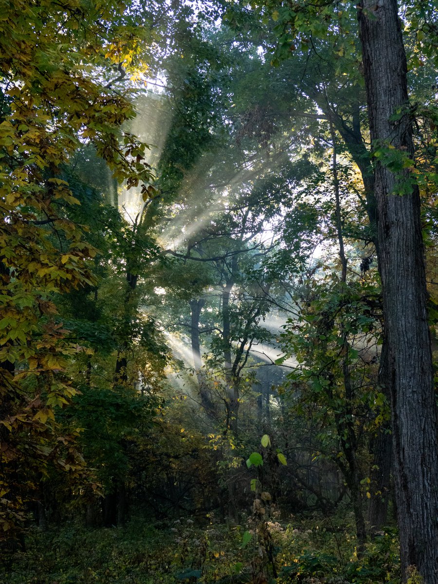 fag_daughter's tweet photo. sunlight through the trees https://t.co/DxSPF31eVJ