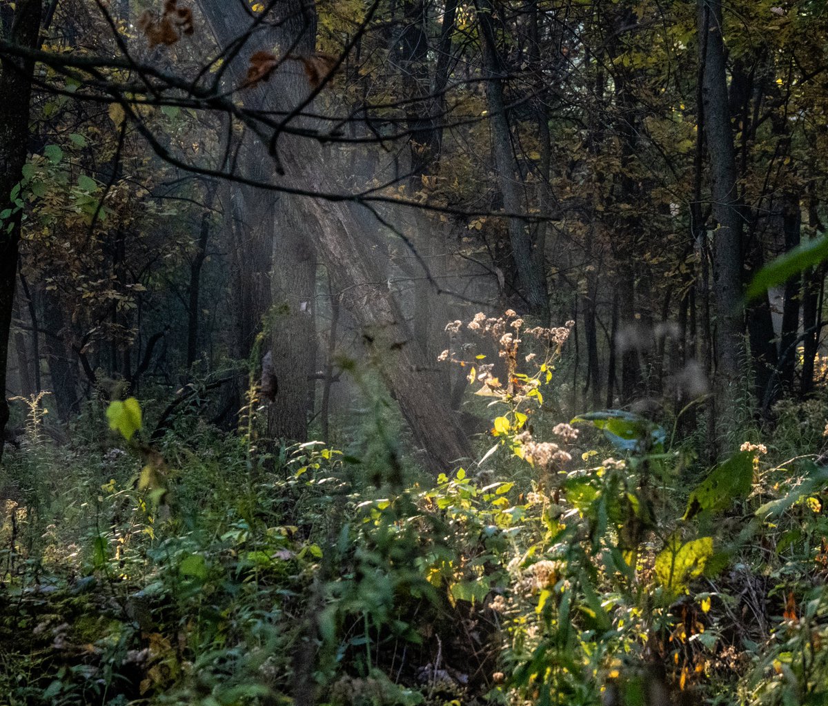 fag_daughter's tweet photo. sunlight through the trees https://t.co/DxSPF31eVJ