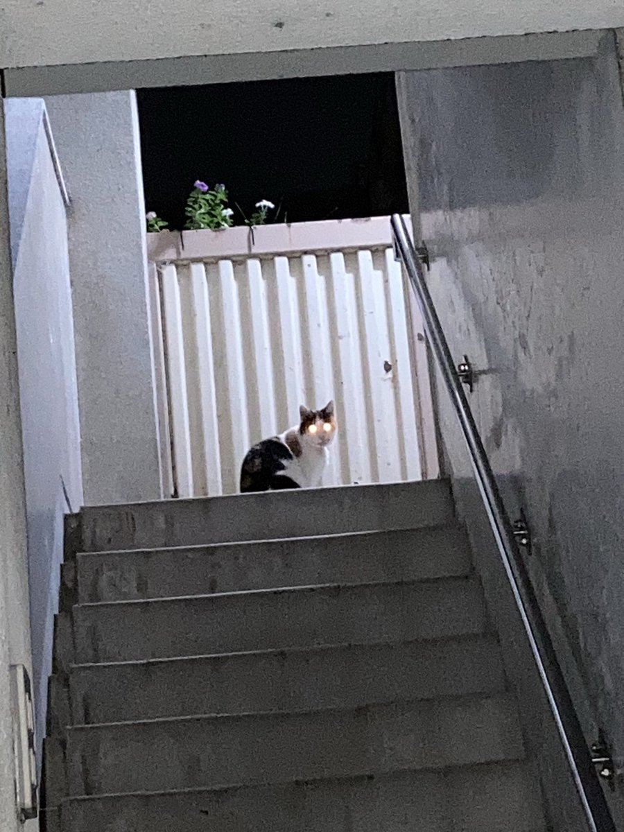 o5Jrq3qsqlL6jAh's tweet photo. おはようございます☁

今日のミケちゃん🐱は、最初 降りてきませんでした😭(朝ごはんの時間かな？)と思い30分程後 散歩帰り…ちゃんと座って待ってました😊オヤツもりもり食べて 嬉しかった♡です♡

皆さん✨️👍⭐️日曜日を(*˘︶˘*).｡.:*♡ https://t.co/2jdPhy34PH