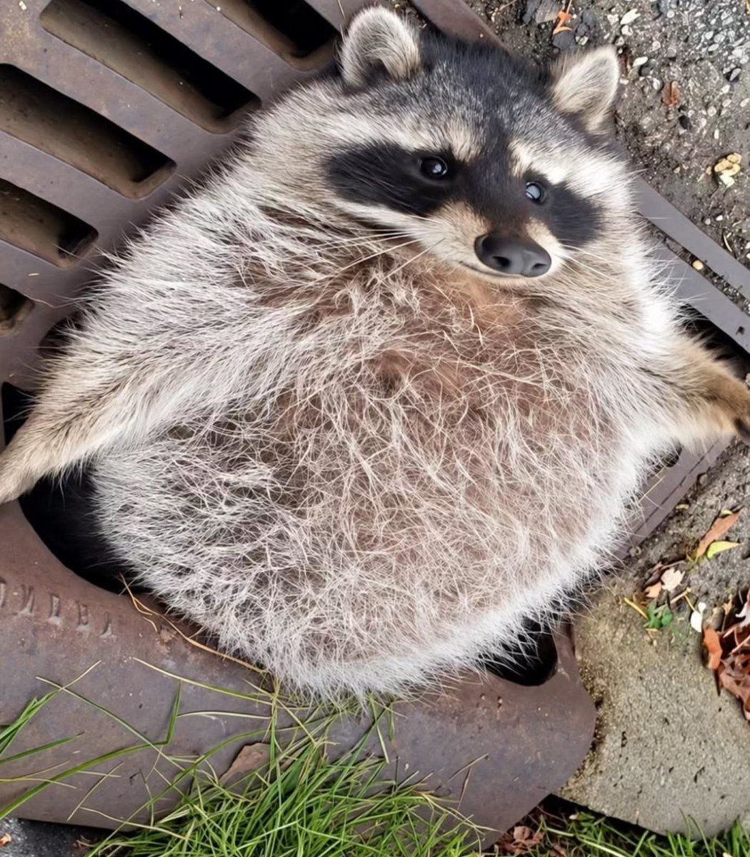 pubity's tweet photo. An Illinois racoon got so fat that he got stuck in a sewer grate, forcing police to show up and free him.

Images via the Zion Police Department https://t.co/6uH4gJ8FRE