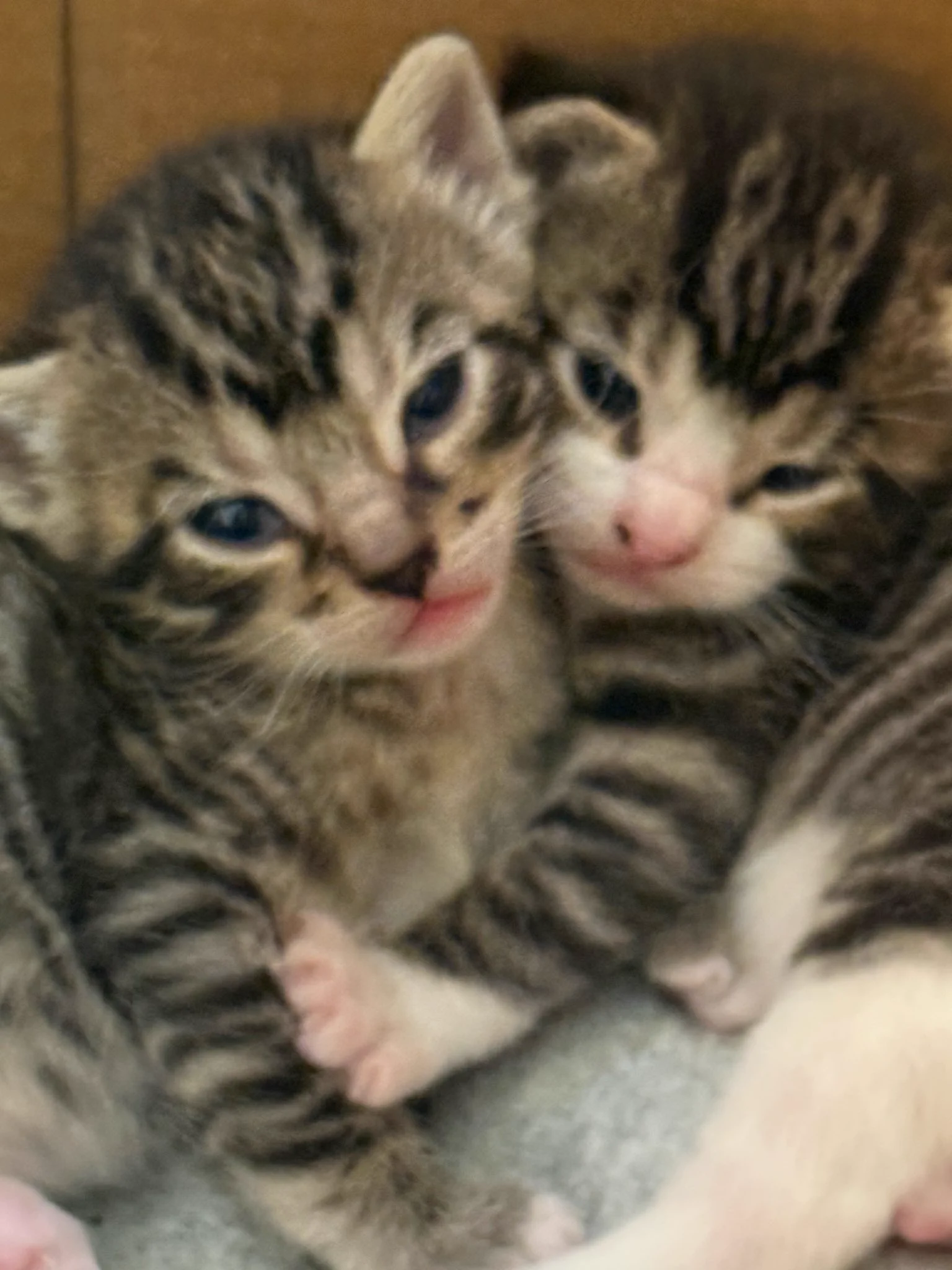 𝑪𝒂𝒕𝒍𝒂𝒅𝒚🐈‍⬛ ️🏴‍☠️ on X: 