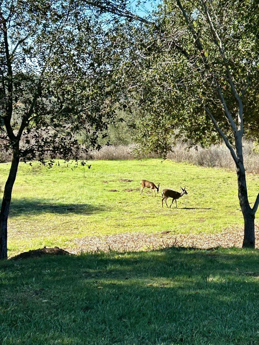 vgolfman's tweet photo. Takeaways from today’s round that no one asked for…
>50°, damp & windy is a bit chilly. Yes, Midwest friends, I’ve gotten soft out here.
>I couldn’t hit it much worse but not sure it’s possible to chip & putt any better! Putter was 🔥.
>Really like Cross Creek. Fun, interesting layout. Just wish it wasn’t an hour drive.
>Really, really need to get my driver swing sorted out. May be time to put @LeBaronGolf or @shkeengolf on speed dial. ⛳️
