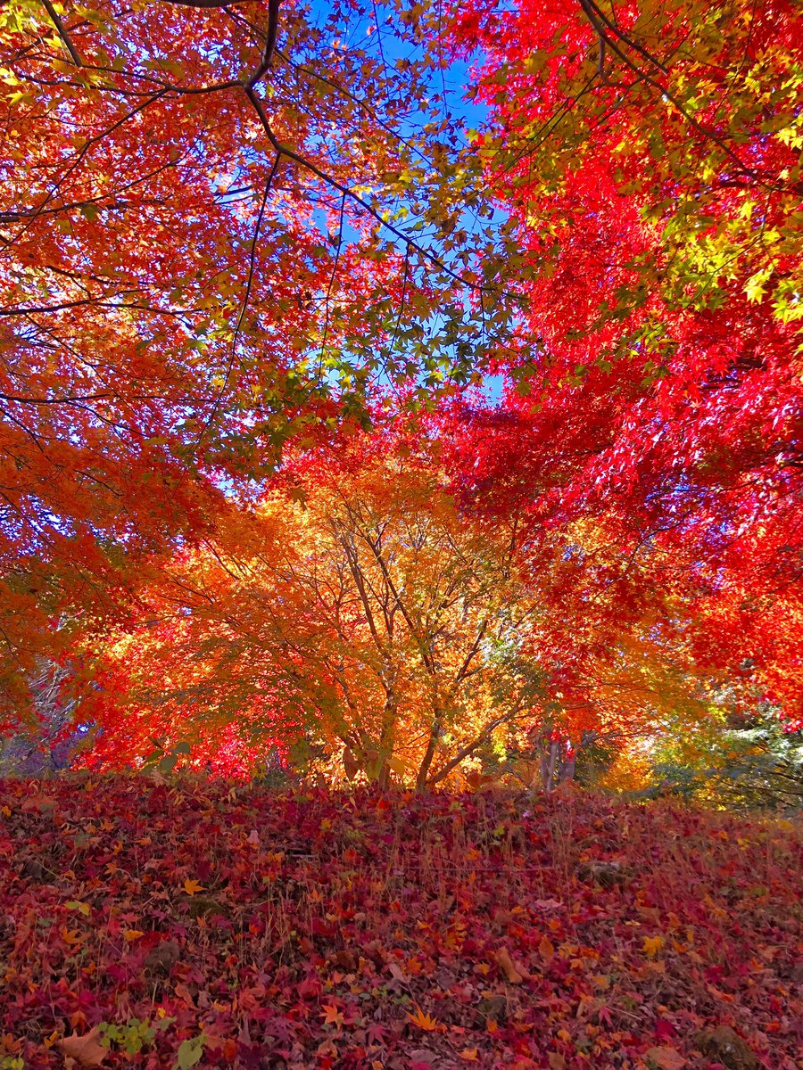 th8tt8's tweet photo. 今年も紅葉グラデーションに輝きを🍁✨🍁✨🍁✨ https://t.co/loMTJv3cuc