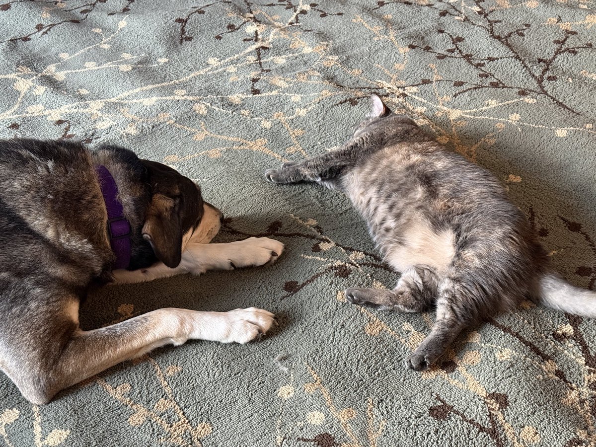 MITACLLC's tweet photo. This Afghan trash dog is probably 10% wolf… and is somehow warming up to cats. She hates the newest one, but hilarious to watch her go nose-to-nose with any of our cats. There must be some form of mutual respect. The cat Annabelle (named after the demon-possessed doll) was our first cat.
