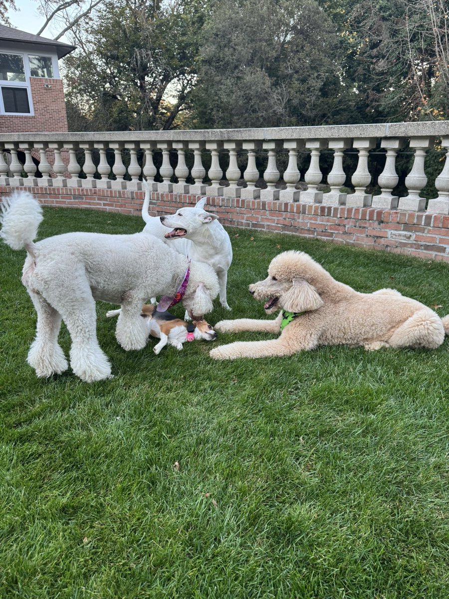 JudgeJeanine's tweet photo. Thank God for beautiful days and rescue dogs. 🐾 https://t.co/wsIRMjOQrZ