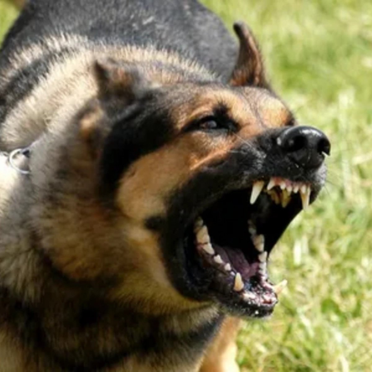GlobaliteTR's tweet photo. 💥 İçişleri Bakanlığı, Türkiye'deki başıboş köpeklerin tamamının toplandığını açıkladı. https://t.co/RJlBDBC57J