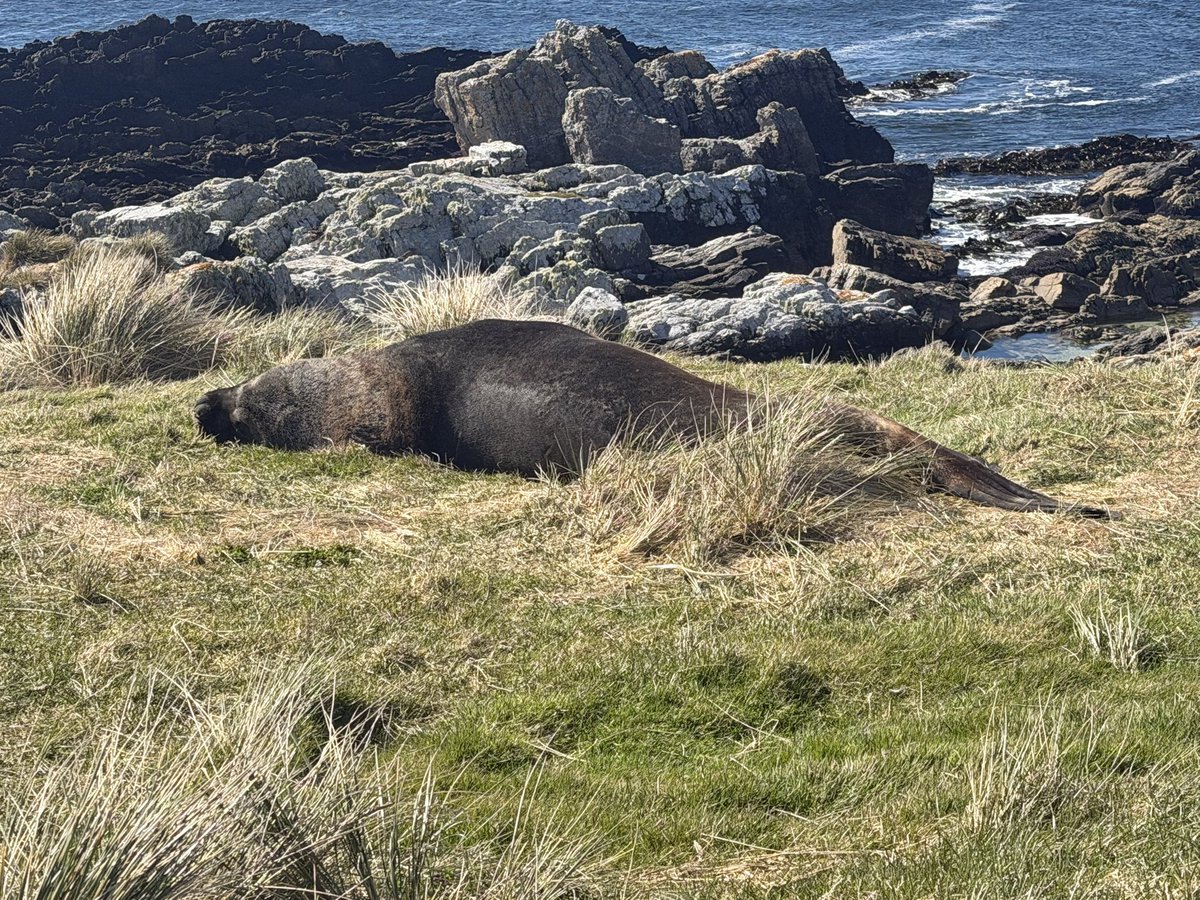 robertflute's tweet photo. A super first full day here - sadly no penguins 🐧 but made up with two sea lions Falkland 🇫🇰 islands https://t.co/jEFcbyHBas