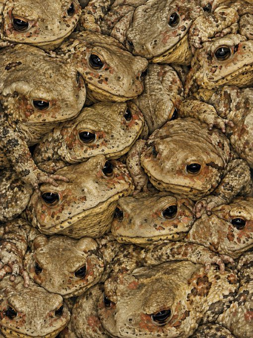 mtrxgrpr's tweet photo. It’s new account time and Groyper breeding season. Let’s multiply (no homo) https://t.co/w9tNv4jRgW