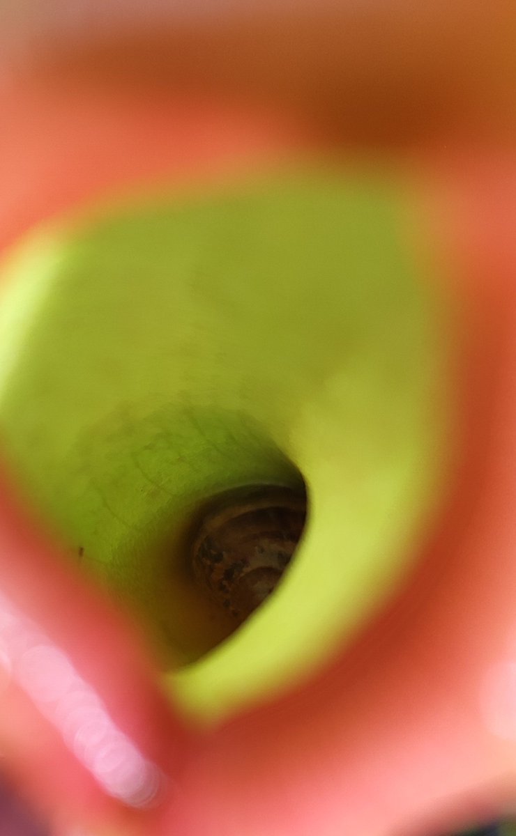Drivermega's tweet photo. Nepenthes ventricosa y un caracol suicida https://t.co/w5ZEl7VKYx