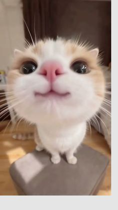chuu_vault's tweet photo. @eirenesarchive jsjsjsjjs https://t.co/xN6MlCDt3a