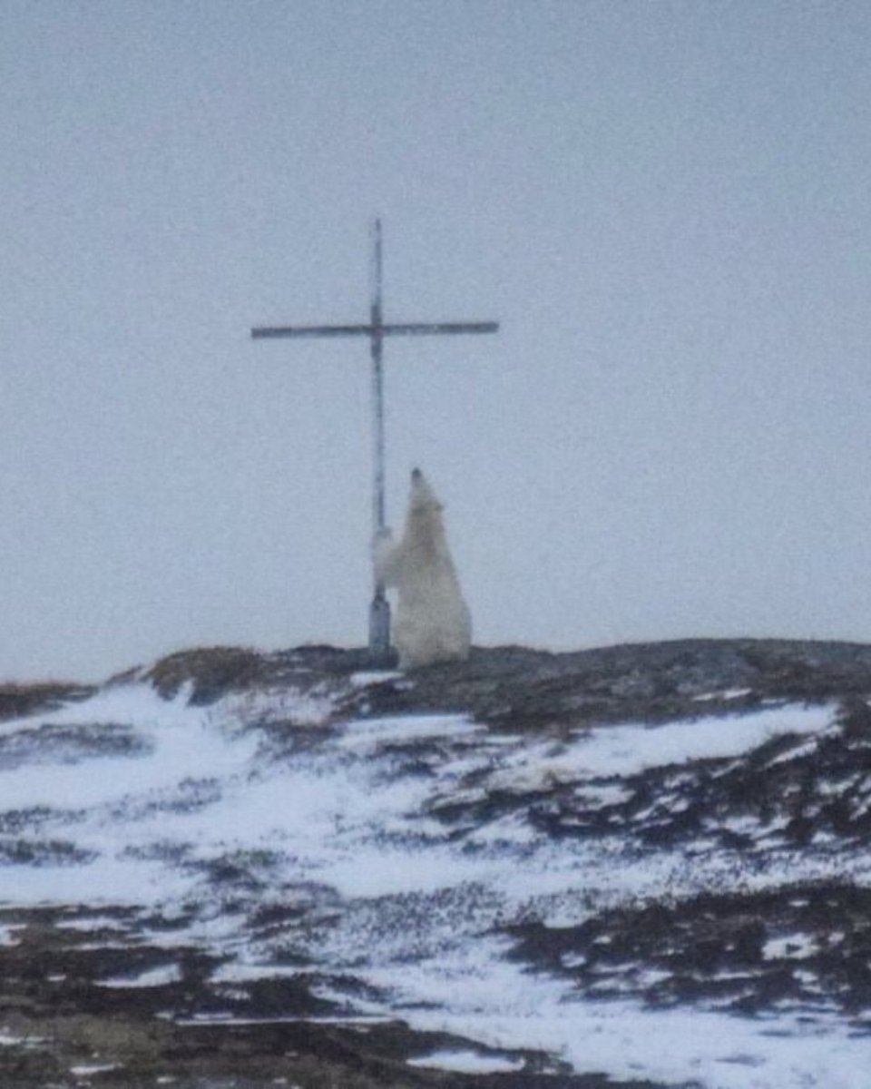 trad_west_'s tweet photo. A polar bear was photographed appearing to kneel before a Cross✝️ https://t.co/TcS3hpSY03