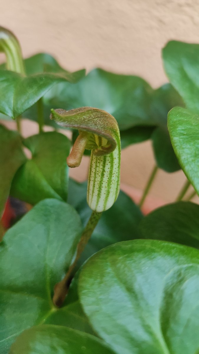 Drivermega's tweet photo. Arisarum vulgare https://t.co/b1XGYOqdn5