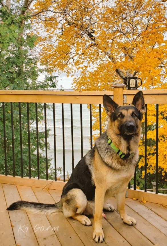 K9Garm's tweet photo. Have a nice evening everyone. https://t.co/TR1ptNp9UF