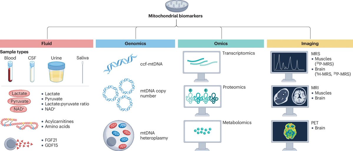 ScienceofPD's tweet photo. New review examines the role of mitochondrial biomarkers in improving diagnostic accuracy, patient stratification &amp; monitoring of disease progression &amp; therapeutic response across neurology (including a useful section on #Parkinsons)
https://t.co/E4UzH6GGbX https://t.co/7rX6wvxWUJ