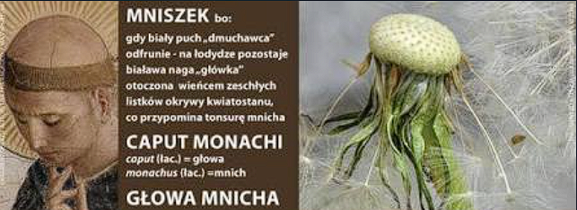 Tompluspl's tweet photo. @womwithnoo `mniszek` pochodzi od `monachi` czyli `caput monachi`, co oznacza `głowa mnicha` (head of monk) https://t.co/TVQw2XxLy7