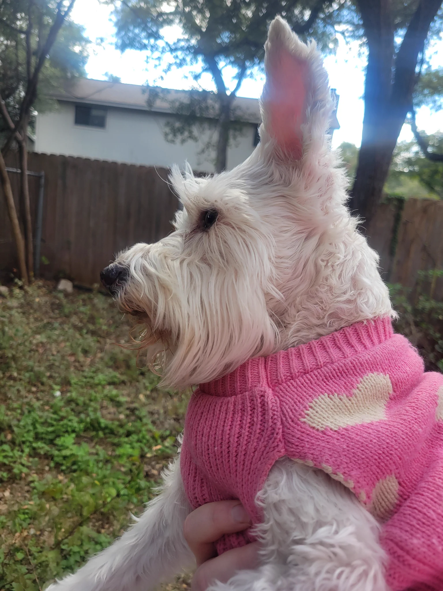 🌸 Wiggles D Tuff | Robin Mayor 🦴 on X: 