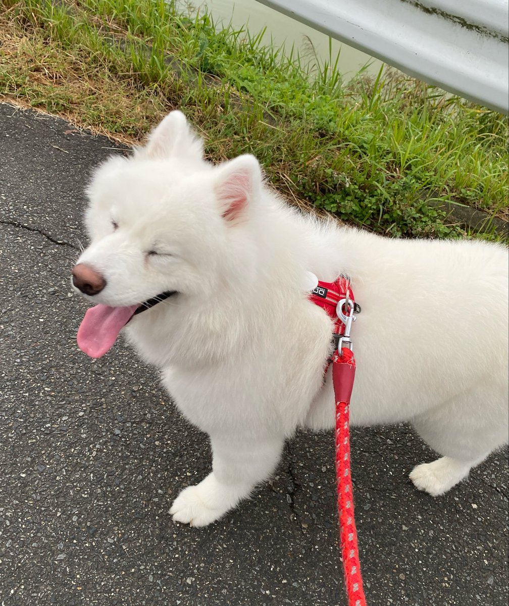 hamataro11chan's tweet photo. 日曜日の朝５時半に飼い主を起こして散歩に連れ出すことに成功！

めっちゃ嬉しそう！！！ https://t.co/lAdYrn8cGy