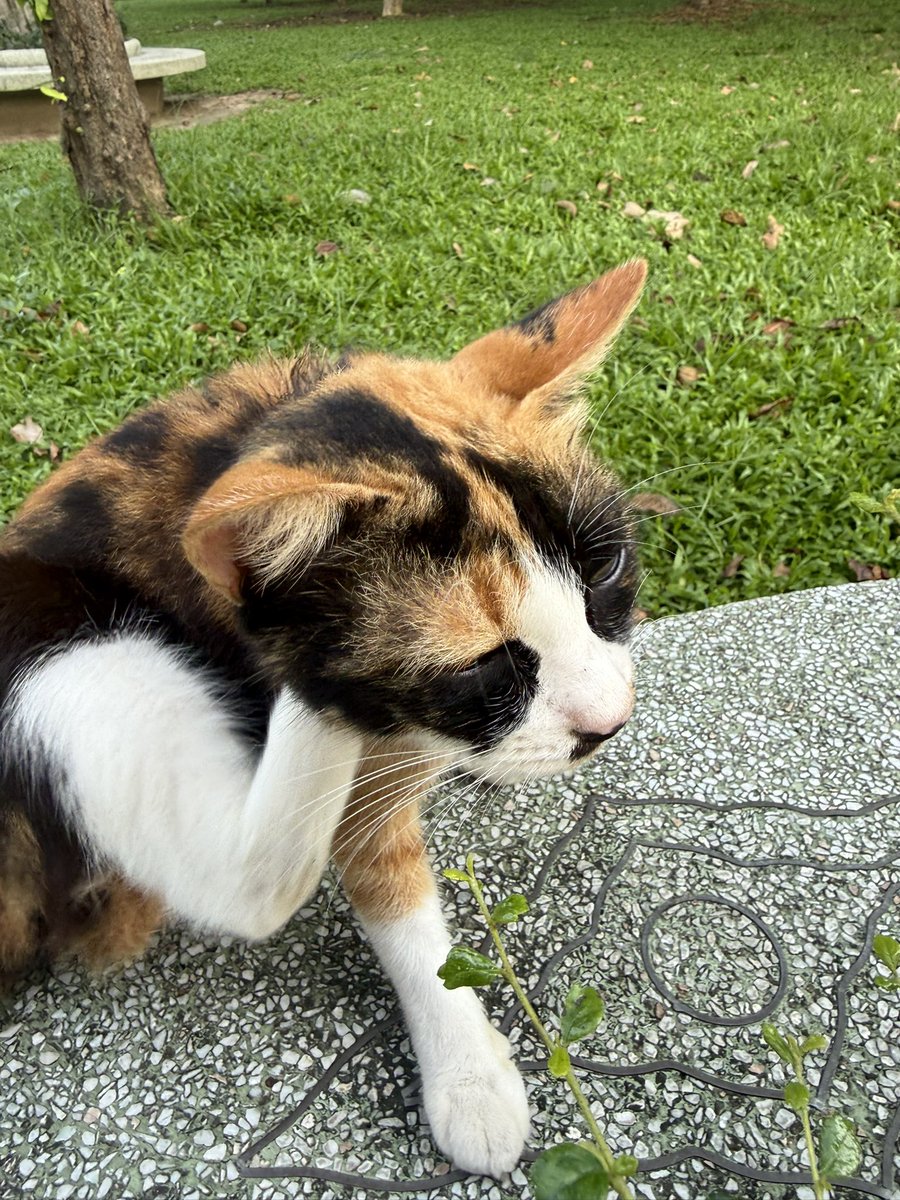 ameowricanooo's tweet photo. มาวิ่ง ❌
มาดูแมว ✅ https://t.co/jYqUR4moEg