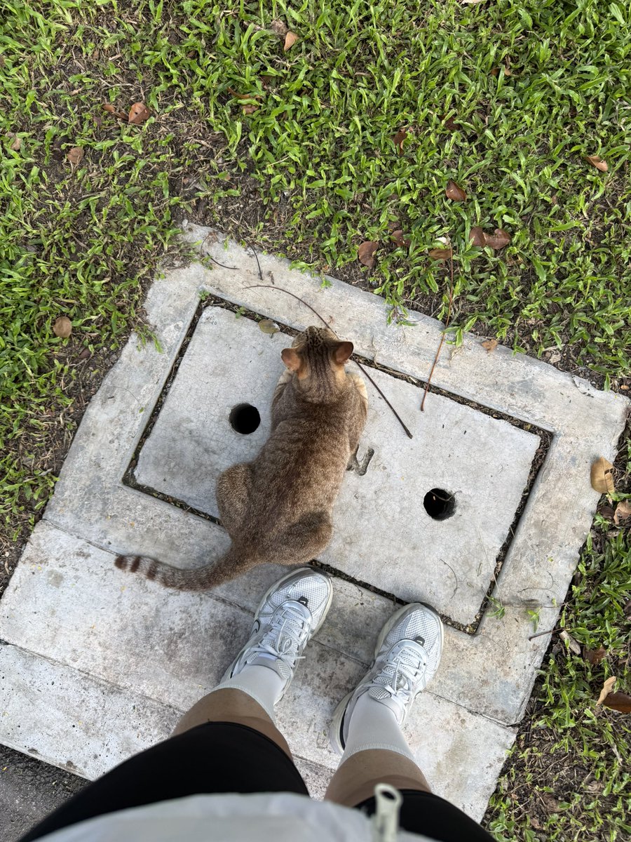 ameowricanooo's tweet photo. มาวิ่ง ❌
มาดูแมว ✅ https://t.co/jYqUR4moEg