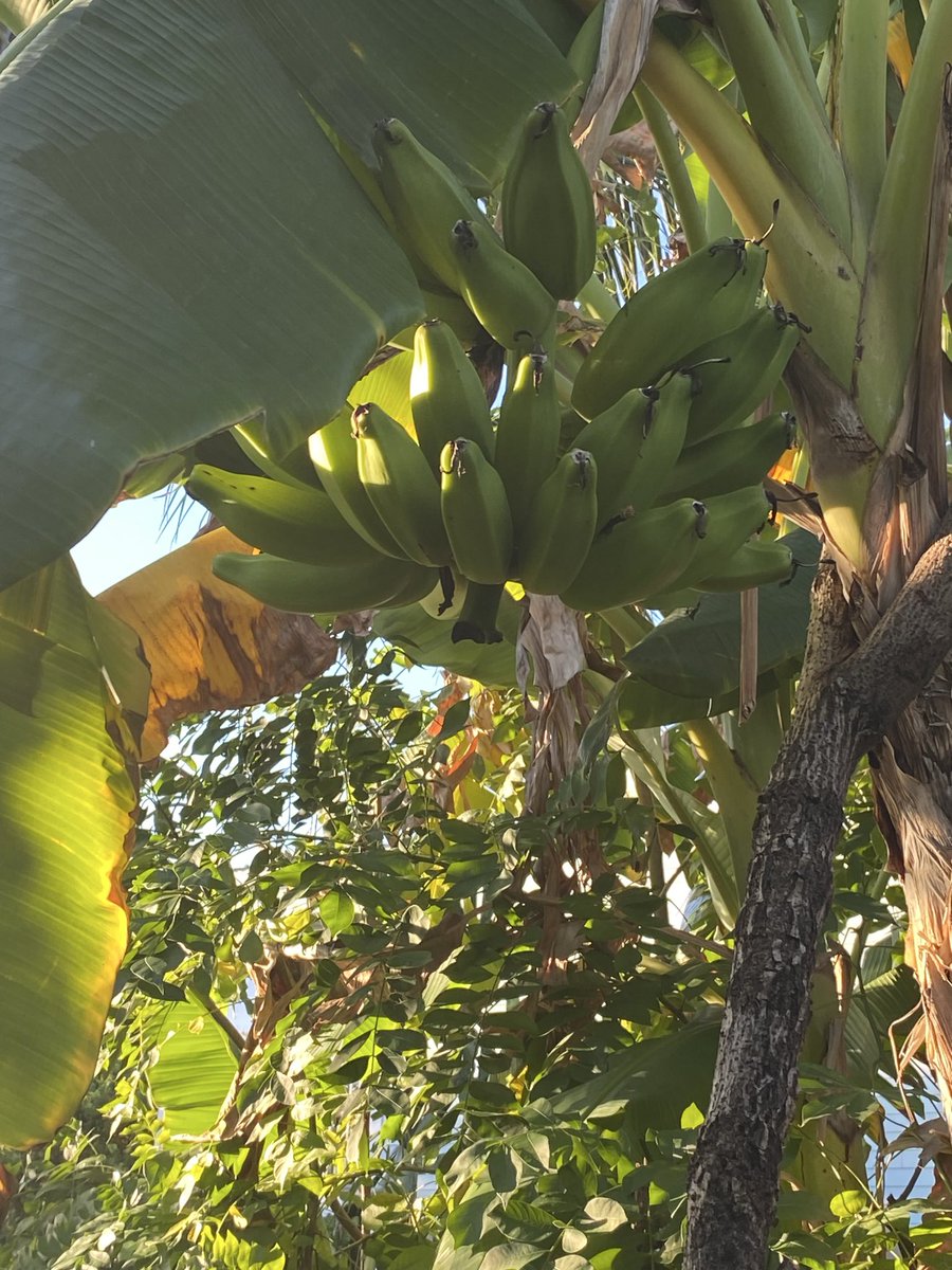 RacingToDisney's tweet photo. I leave for seven days. My banana trees are trying to crush my work truck and fall in my backyard. Fortunately, both suspect trees have been reinforced with branches. #KeysLife 🍌🍌 https://t.co/rxnTkc2vn3