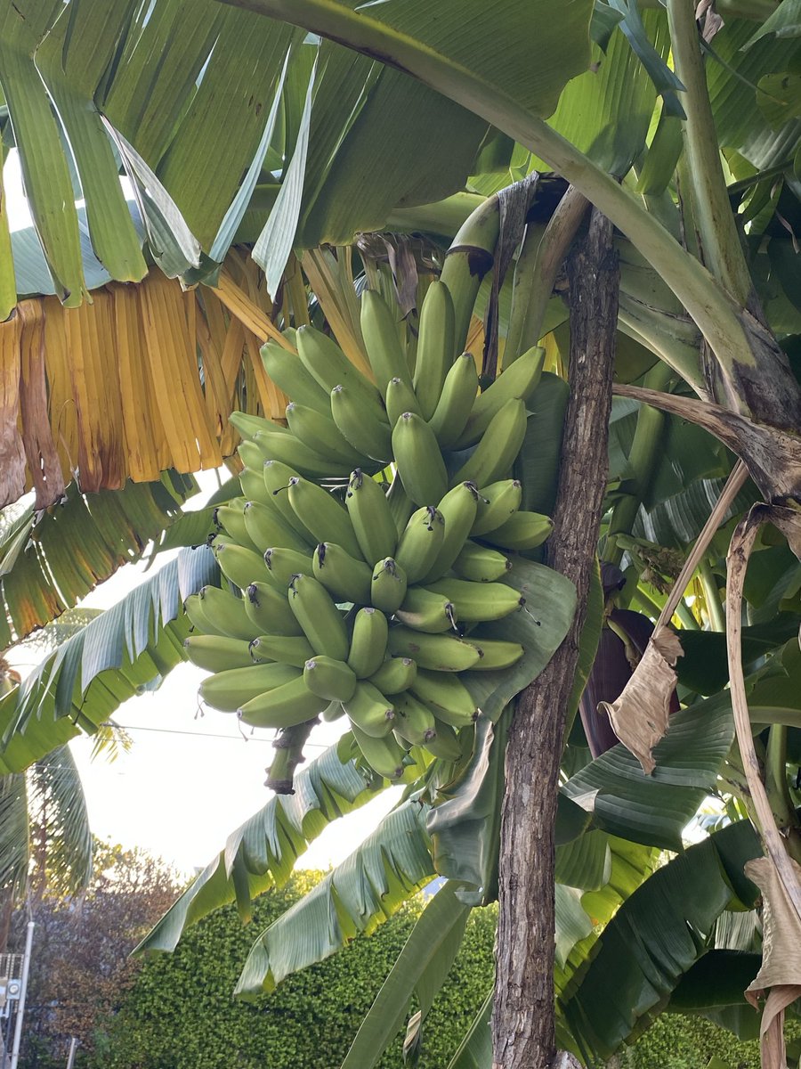 RacingToDisney's tweet photo. I leave for seven days. My banana trees are trying to crush my work truck and fall in my backyard. Fortunately, both suspect trees have been reinforced with branches. #KeysLife 🍌🍌 https://t.co/rxnTkc2vn3