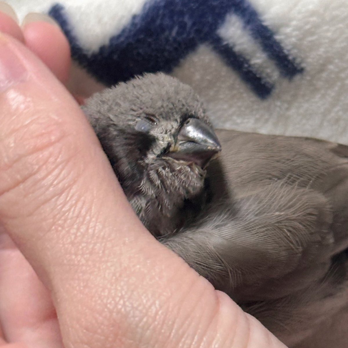 gebokyu's tweet photo. もっちもち💕
雛ズが1人餌移行で寂しい飼い主…なタイミングに、大好きなブリーダーさんの大好きなブラチお迎え募集が…しかもたまたまお仕事もお休み…😳

これはもう行きますよね！

というわけでキンカチョウ雛ちゃんお迎えしました！ここのお宅の子はもちもちで可愛いのよ🫠

#キンカチョウ https://t.co/Y7qYmeQmo6