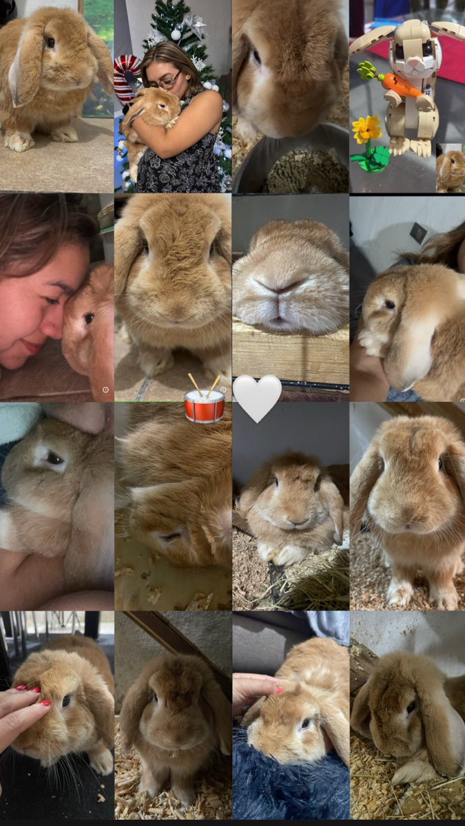 OLIVERAPRISC's tweet photo. Gracias por acompañarme estos 4 añitos de mi vida Tamborcito, gracias por ser mi compañerito y sin darme cuenta aprendí de ti el ser tierno y dar mucho amor en todo momento, siempre pero siempre estarás en mis recuerdos, te querré siempre mi amiguito fiel🥁🐰🤍 https://t.co/Juk8QgtMkD