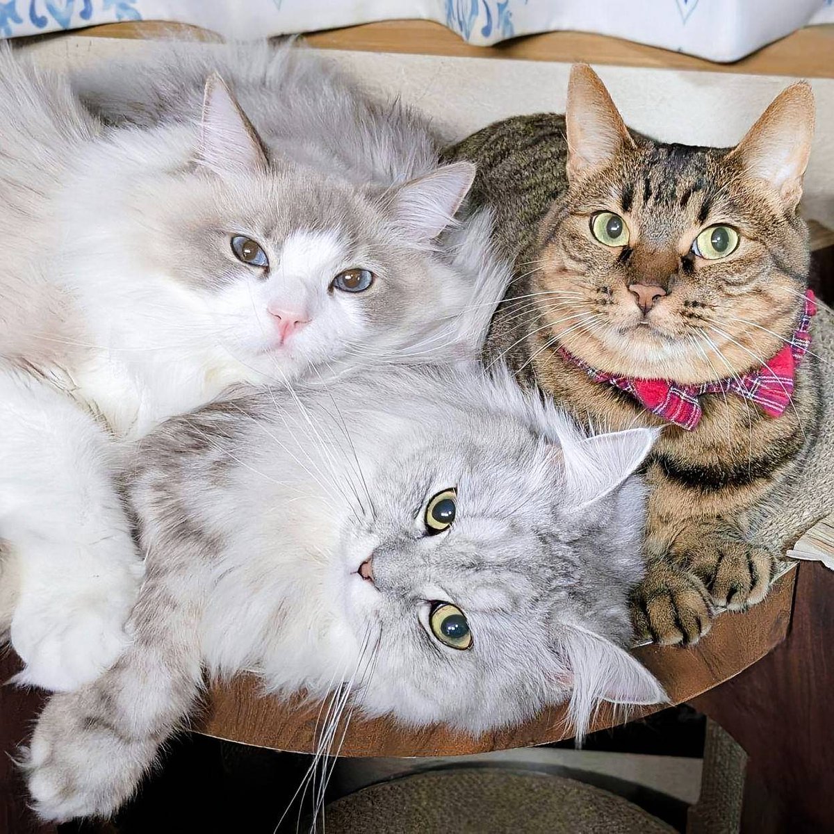 saramishura's tweet photo. ギュギュッと猫団子🐱 https://t.co/EPF5CnRJiA