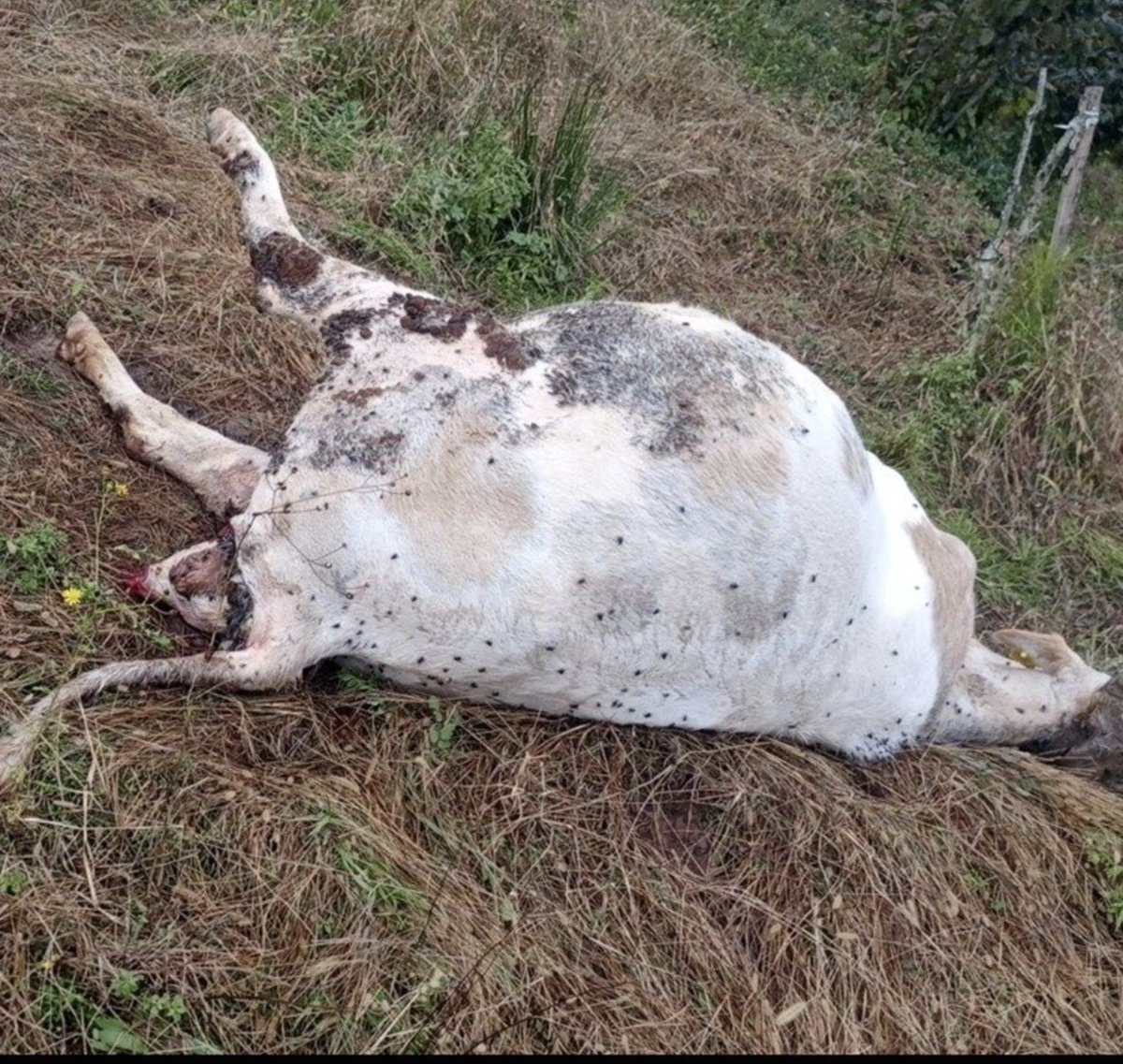 kiyas_haber's tweet photo. 🔴 Zonguldak'ta katil başıboş köpekler tarafından karnındaki bebeği ile telef edilen ve bağış lobisi olmadığı için gündem olmayan hayvan: https://t.co/UsJq65FltQ