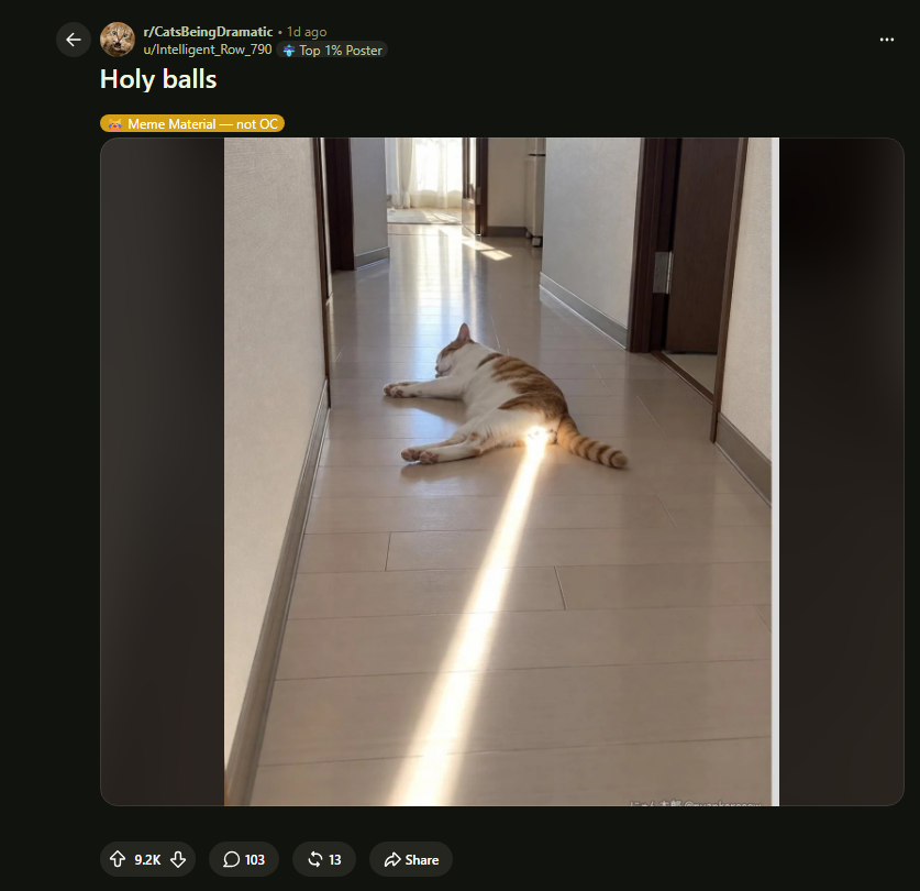 BrianGTrades's tweet photo. JUST FOUND THE NEXT NUTCAT!!!

A cat lying in a hallway with a beam of sunlight hitting the EXACT right spot has become a viral meme known as “Holyballs” on Reddit and in TikTok comments.

The meme has already taken off on TikTok, Twitter, with videos racking up over 1.3 MILLION LIKES 😭

Balls blessed straight from the heavens.

https://t.co/4TN2o1zbDD
https://t.co/gAMabxcONE