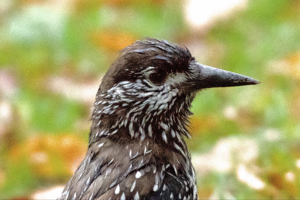 YellowShriker's tweet photo. After a long wait in declining light conditions, increasing winds and more and more rain … a Nutcracker, sweet! Well worth the twitch to Mundesley for us North Essex birders! @RichardJeffree3 @RareBirdAlertUK #birdwatching #BirdsofX #BirdsSeenIn2026 https://t.co/hYCoYcBnCo