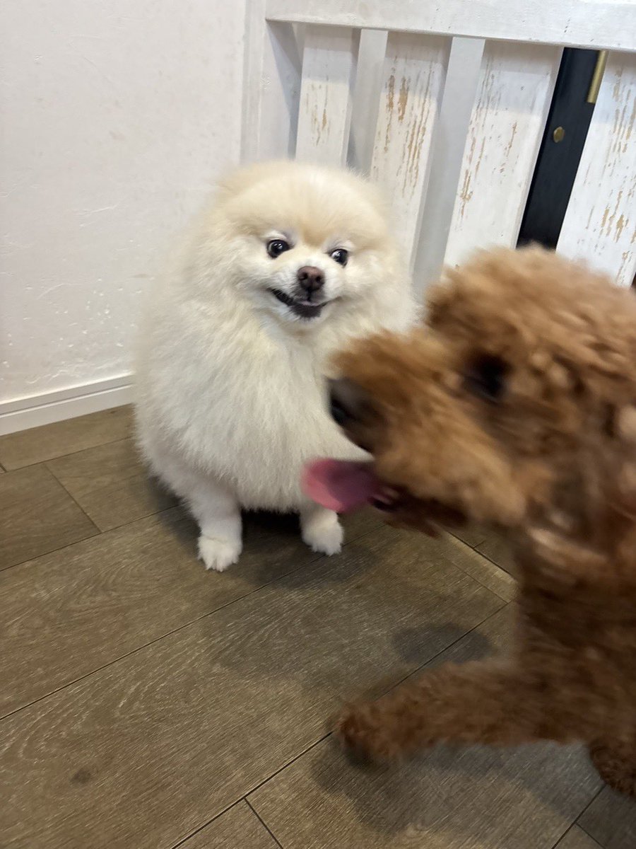 chikuwa78107742's tweet photo. 犬が苦手な犬は犬が近づいてくると顔おかしくなる。 https://t.co/ZrtkK8H2EC