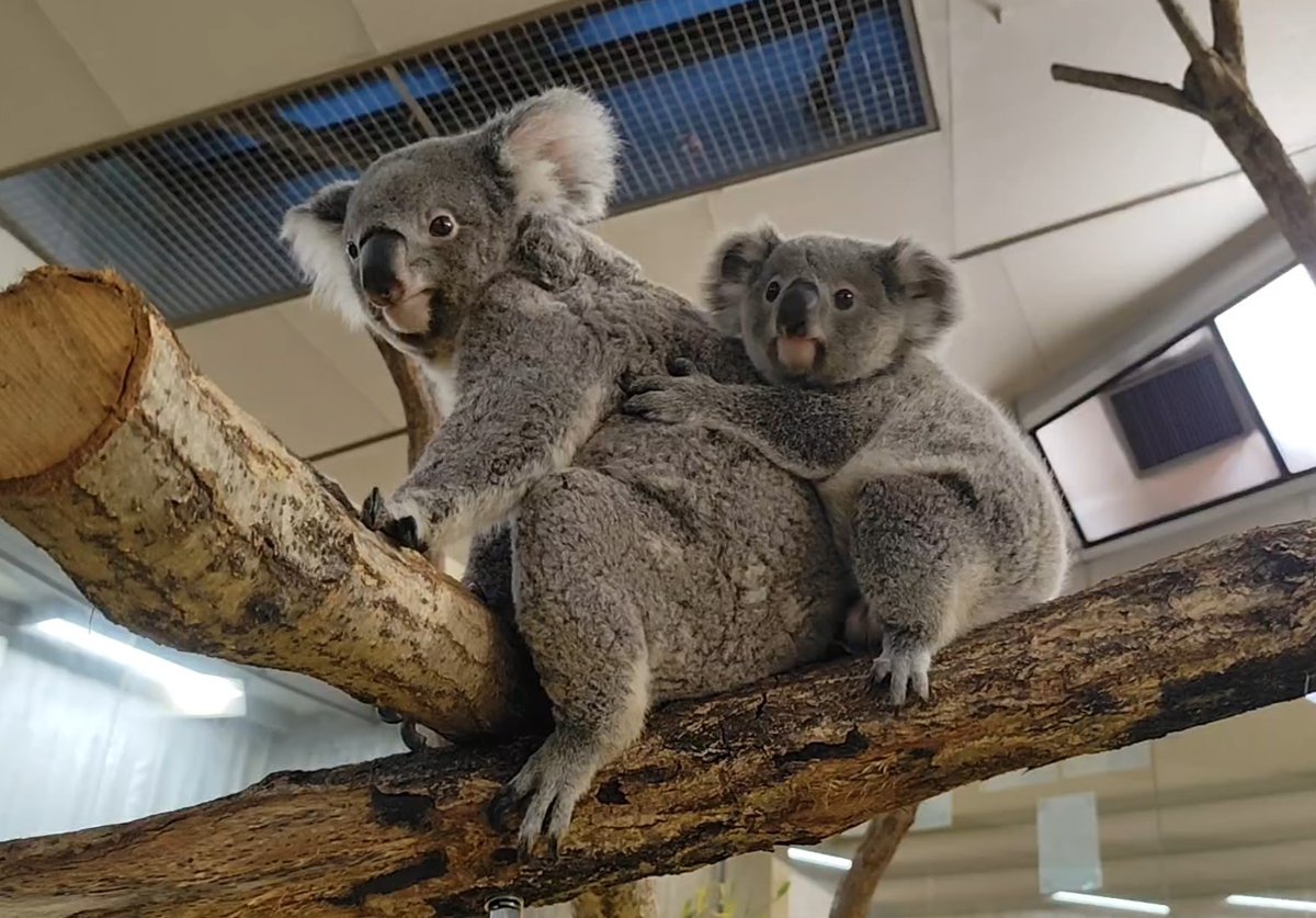 kanazawazoo317's tweet photo. 本日 #コアラの日🐨金沢動物園の現在の天気は曇りです⛅
#キクタロー（仔）が #たんぽぽ（母）から離れて1頭で過ごす時間が増えてきました。でもまだ、たんぽぽはキクタローを守ろうとすることがあります。親子で過ごせる時間には限りがあるので、たくさんの事を学び、大切に過ごしてほしいです。 https://t.co/5kXaG3WjCP