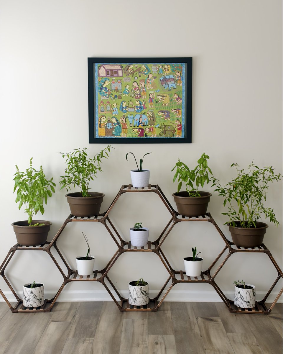 loftnleaf's tweet photo. Bringing my basil and chilli plants indoors to help them survive the winter and thrive again next spring! 🌿🌶️💚

#basil #chillies #winterprep #indoorplants #gardeninglife https://t.co/nfoMzx2bej