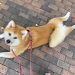 Photo by choux(しゅー)🍉 (@choux00)
