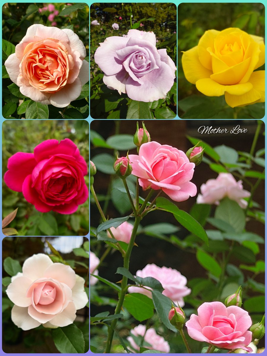motherlove0905's tweet photo. *
花はただ
次の世代を残すため懸命に咲いている

｢花は咲き誇ったりしない｣は
名言だと思う

｡𖥧𖡼.𖤣𖥧𖡼.𖤣𖥧𖡼.𖤣𖥧｡｡𖥧𖡼.𖤣𖥧𖡼.𖤣𖥧𖡼.𖤣𖥧｡

https://t.co/0oT6JAtIZX　
* https://t.co/6ixkuf2dGA