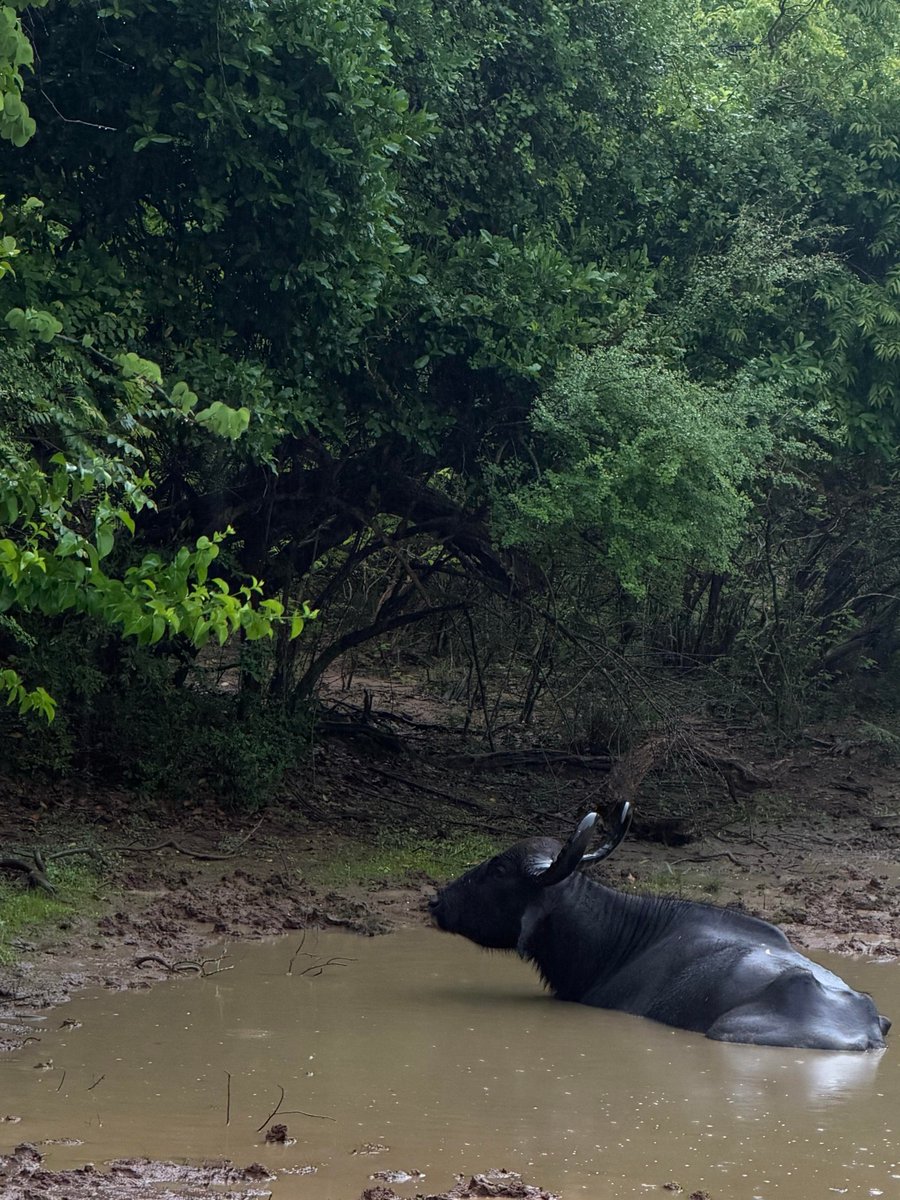 LifeOffTheMap2's tweet photo. Today on safari we spotted a buffalo enjoying a mud bath a monitor lizard doing its own thing and a whole crew of deer 😂🦌 Nature really does its own thing out here Which animal would you be most excited to see https://t.co/gaEfLiF6pl