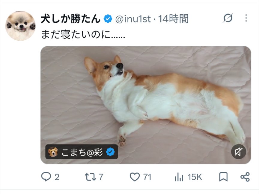 komachiaya_'s tweet photo. 無断転載やめてと何度言ってもやめないんだけど、もしかして日本語通じない？

私のフォロワーさん達(犬垢)もたくさん無断転載されてるから気をつけて！

他人の投稿にすがるしか出来ないのは
哀れだなと思うけどさ https://t.co/OsZPdXCs0Z