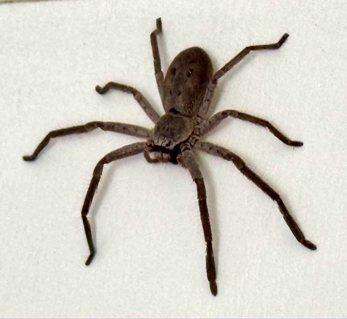 PeterWallaceAU's tweet photo. Big Huntsman at my place. They leap, bite, inject venom, and let out a high pitched spider death scream in mid air as they leap.

More than 100 tourist die from Huntsman attacks every year. Australian have evolved to become immune to their venom.

Stay away if you want to live. https://t.co/ei0xdt9iRK
