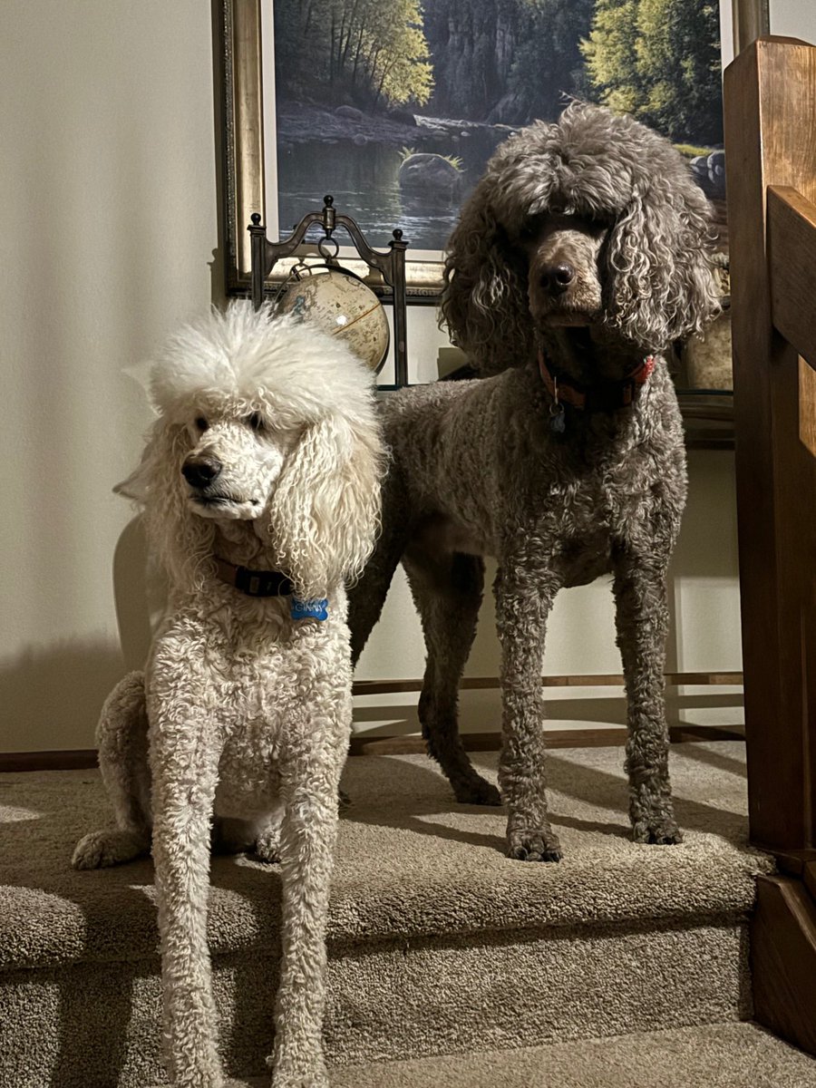tales_typoz2's tweet photo. @maura_resister That’s how old my dogs are. My loves… https://t.co/sA4XLV3gn3