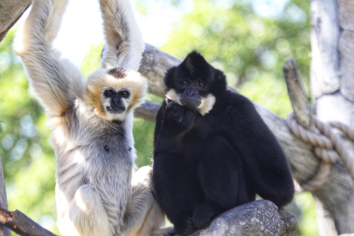 DenverZoo tweet picture